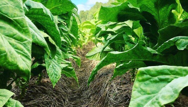 COP11 quer reduzir consumo de tabaco no mundo; Cidasc afirma: “é preciso pensar no setor produtivo” 